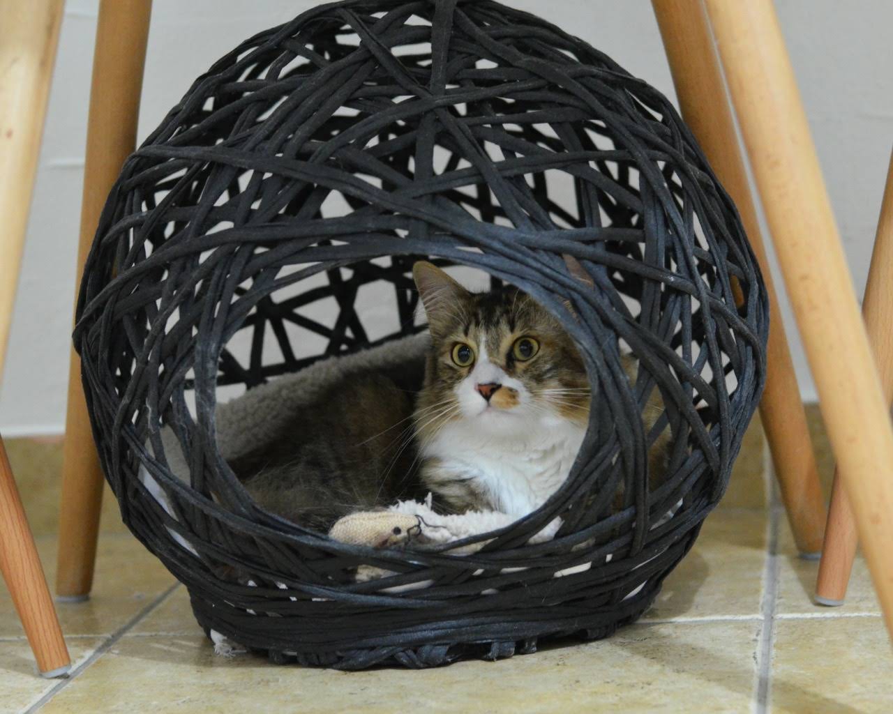 Gato usando uma toca artesanal escura produzida pela Patas e Pantufas.