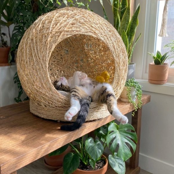 gato dentro da casinha dormindo